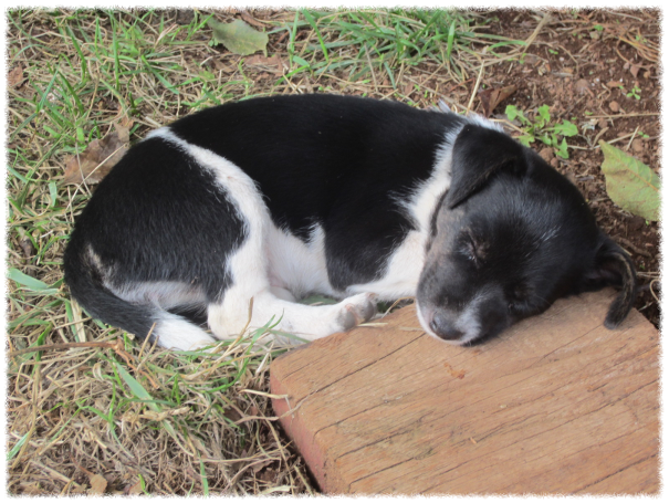 Kleiner Hund ganz muede_web_rand_gross